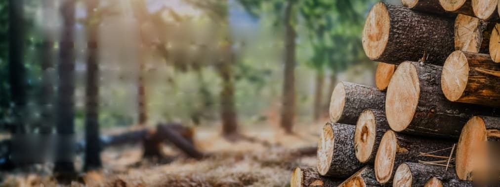 Bois de chauffage haut de gamme empilé en forêt - FIREWOOD DIRECT Canada